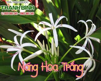 Mua bán náng hoa trắng ở quận Tân Phú tác dụng chống nhiễm trùng