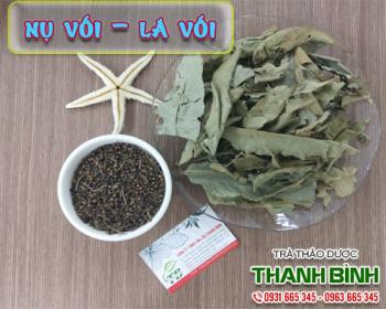 Mua bán nụ vối lá vối ở huyện Hóc Môn có tác dụng giúp chữa đau bụng