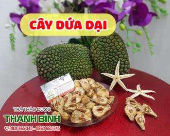 Địa điểm bán cây dứa dại tại Hà Nội chữa viêm đường tiết niệu tốt nhất