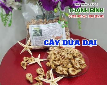 Mua bán cây dứa dại tại huyện Thanh Trì chữa sỏi thận và sỏi tiết niệu