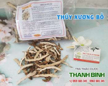 Mua bán thủy xương bồ tại huyện Thanh Trì dùng để điều trị huyết áp thấp